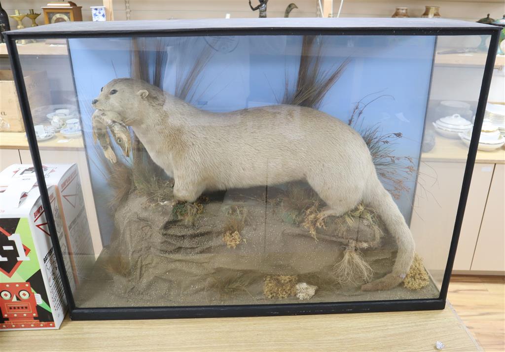 A taxidermic Eurasian otter with jack-pike, in taxidermic case, overall 100cm x 72cm